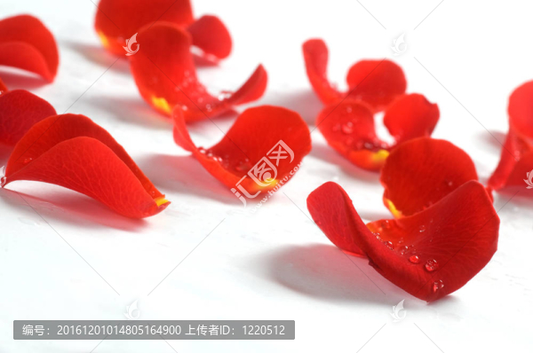 白色背景上的玫瑰花瓣