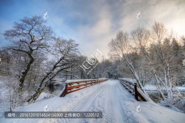 白色的冬天的森林