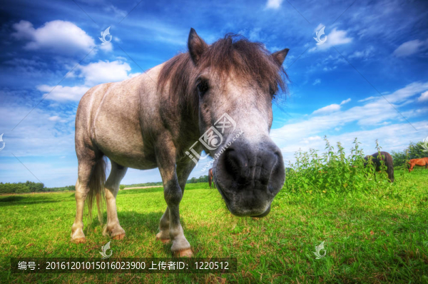野外的野馬