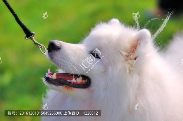 美麗狗的肖像