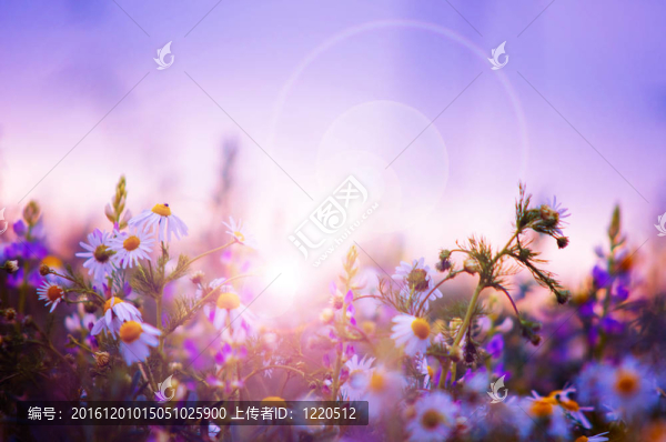 春天的花場