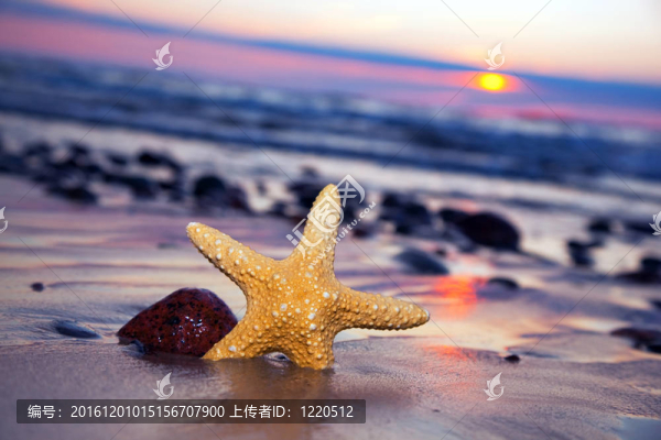 日落時的沙灘上的海星