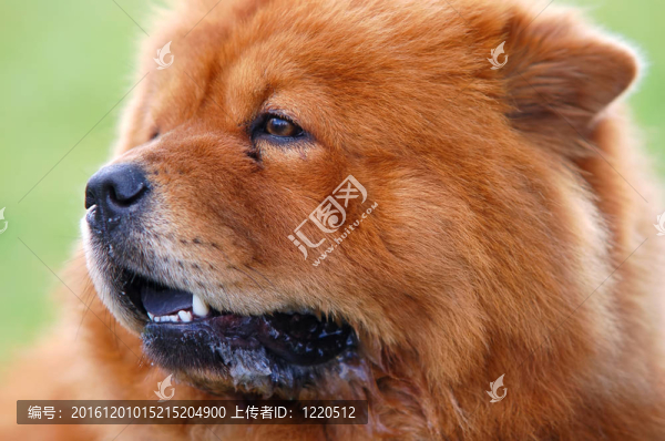 狗的肖像