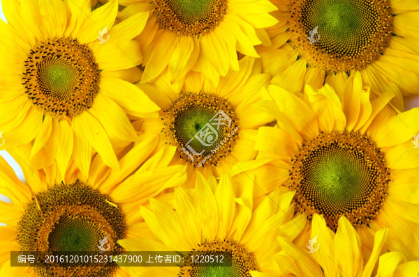 Flowers的背景