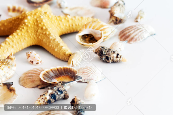 海星和貝殼