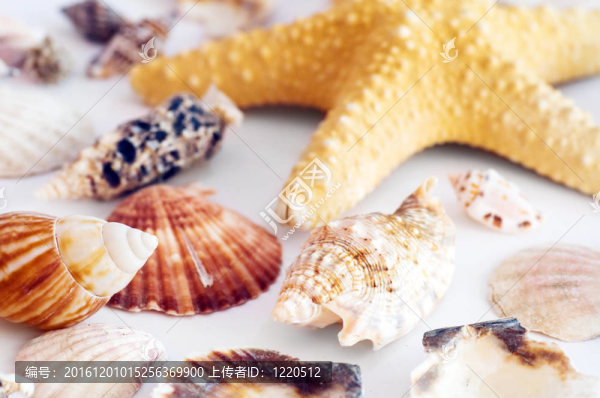 海星和貝殼