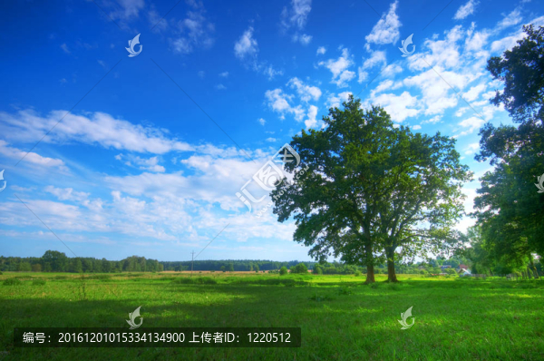 夏日田野上的樹