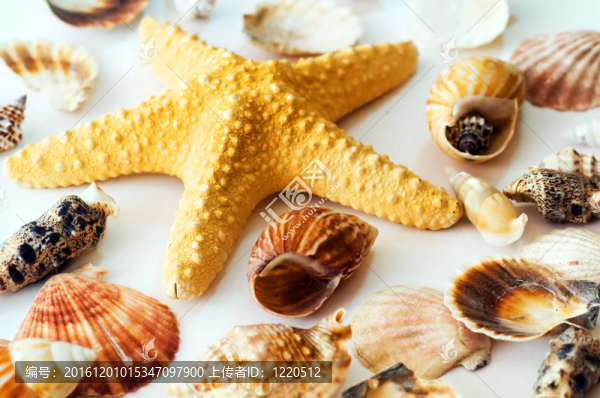 海星和貝殼
