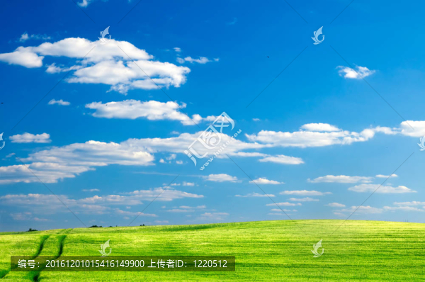 夏天的田野景觀