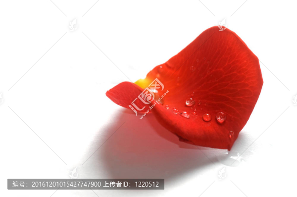 白色背景上的玫瑰花瓣