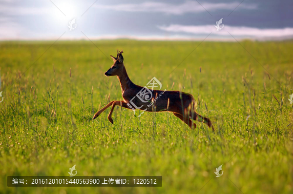 動物的背景。Roe鹿