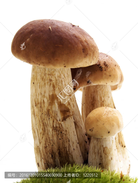 白蘑菇頭