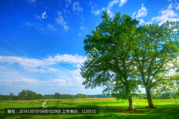 夏日田野上的樹