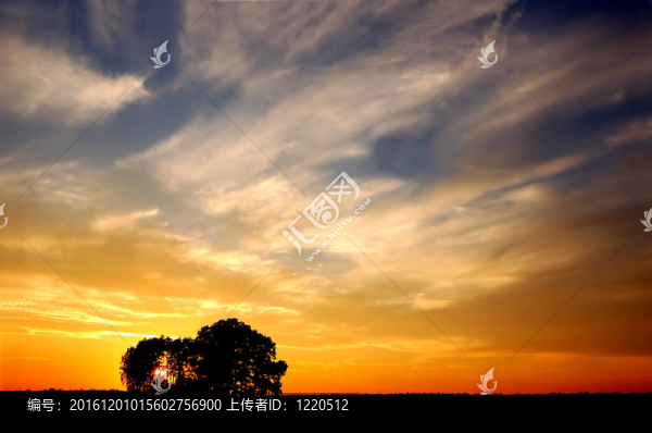 夕陽和樹木