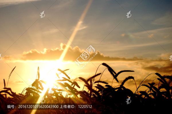 夕陽(yáng)的田野風(fēng)光