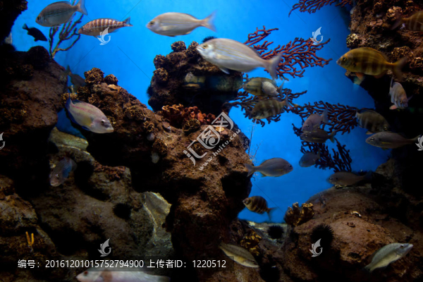 水下景觀；魚(yú)類(lèi)；珊瑚礁