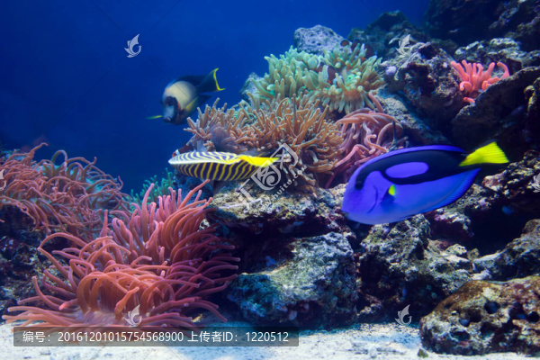 水下生活；魚；珊瑚礁