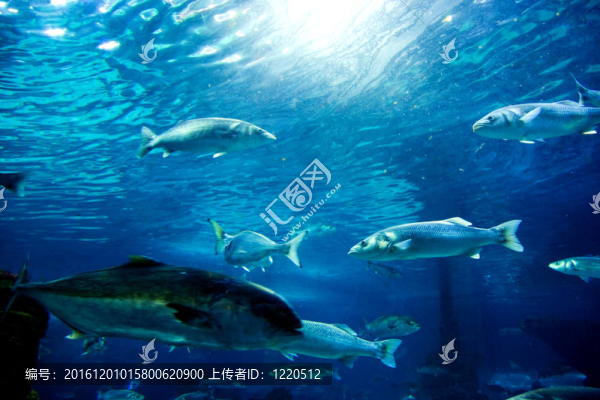 水下觀；魚；陽光