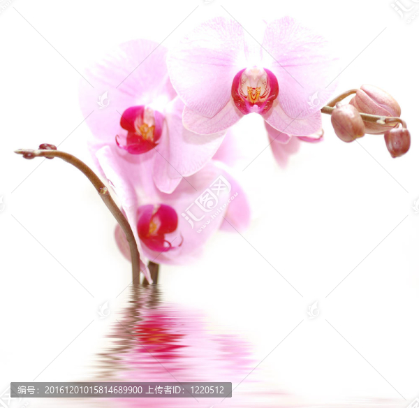 溫泉花