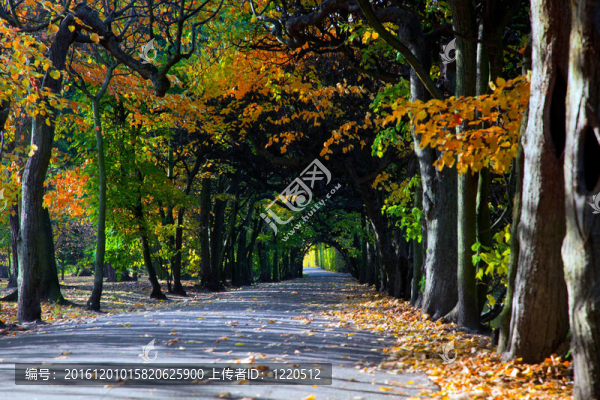 秋天公園里有落葉的小徑