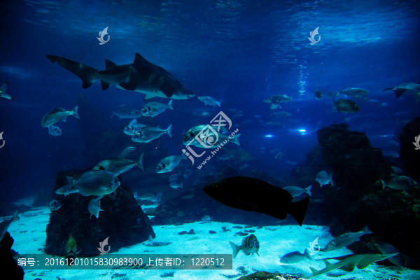 水下觀；魚；陽光