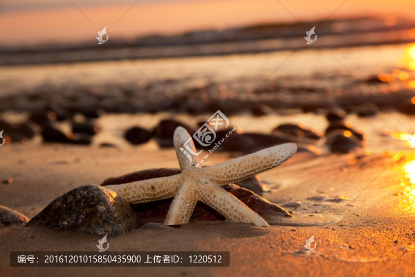 日落時的沙灘上的海星