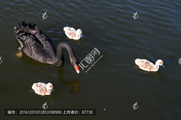 秦皇島天鵝湖