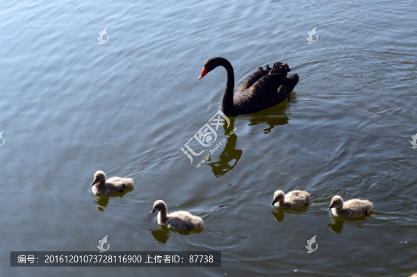 秦皇島天鵝湖