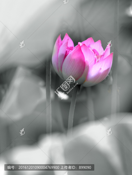 唯美荷花