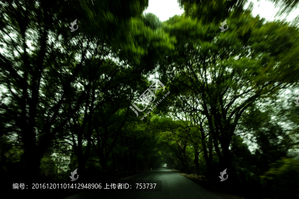 道路樹林綠化