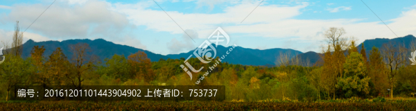 秋色彩色樹林
