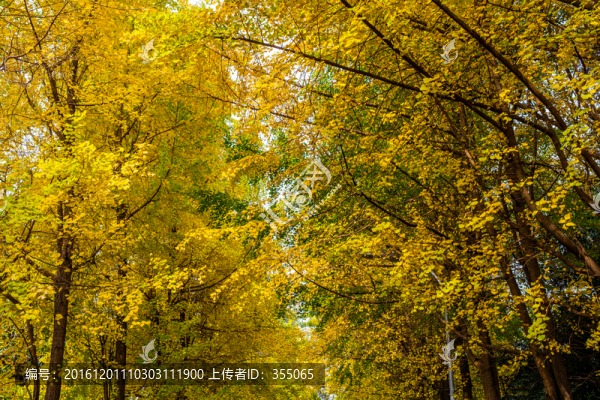 銀杏