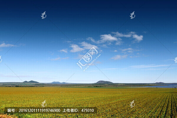 北大荒,高粱地