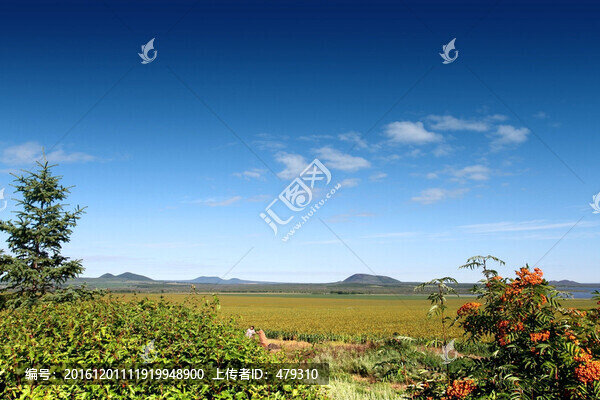北大荒,高粱地,高粱