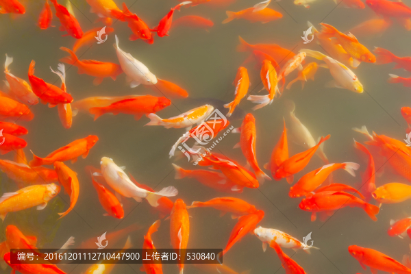 鯉魚