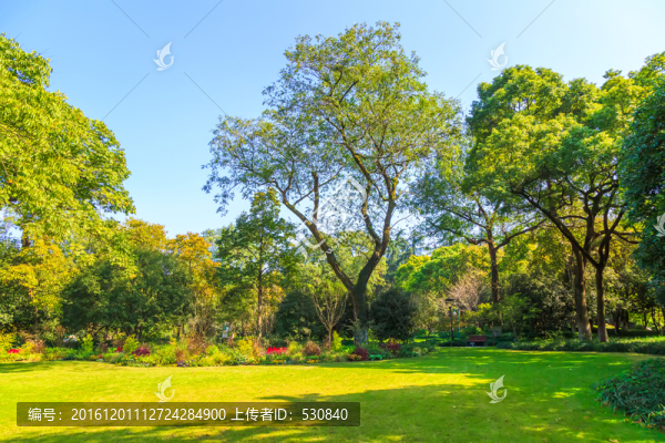 綠樹林