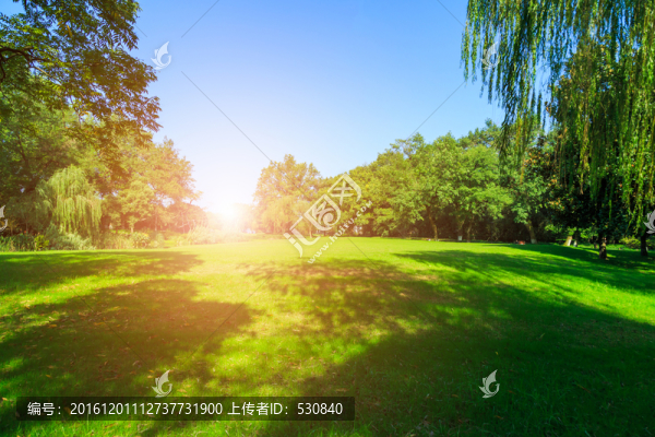 樹林草地