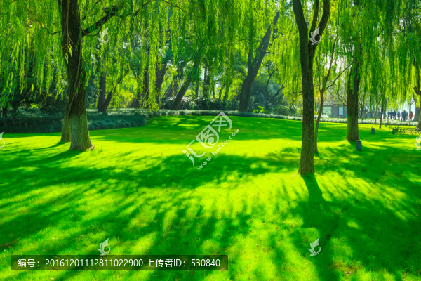 陽光樹林