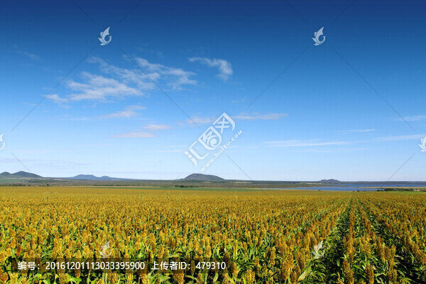 北大荒,高粱地