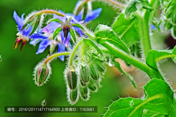 琉璃苣