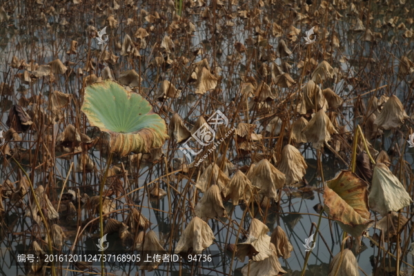 殘荷
