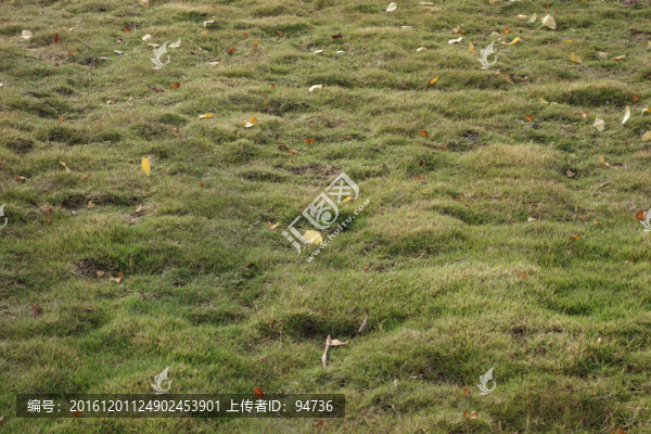 草坪