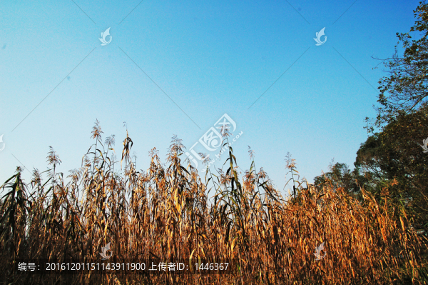 蘆葦,蘆花