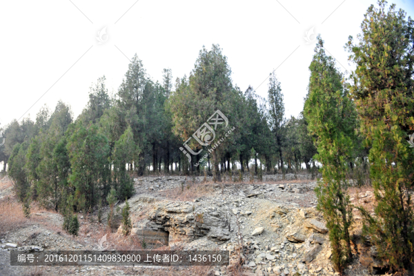 松樹林,,,山林