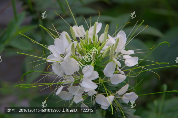 花