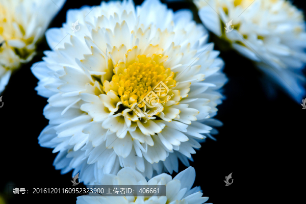 雛菊