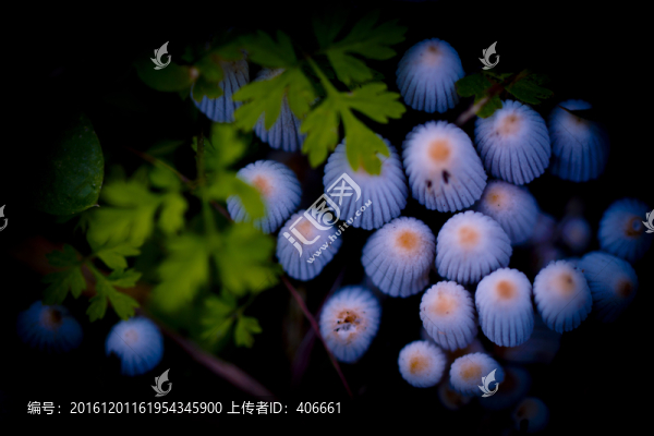 蘑菇,菌類(lèi),植物,野外,野菌