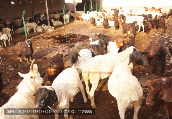 山羊養(yǎng)殖