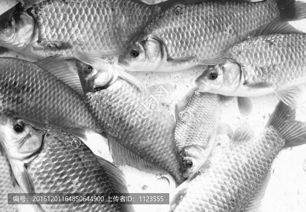 活鯽魚
