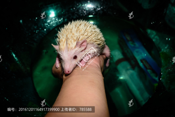 迷你刺猬